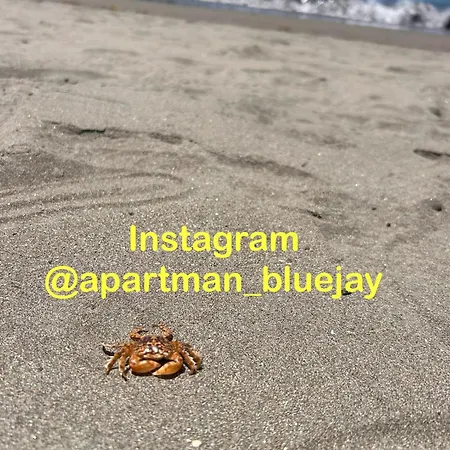 Apartment Bluejay Playa Del Cura *